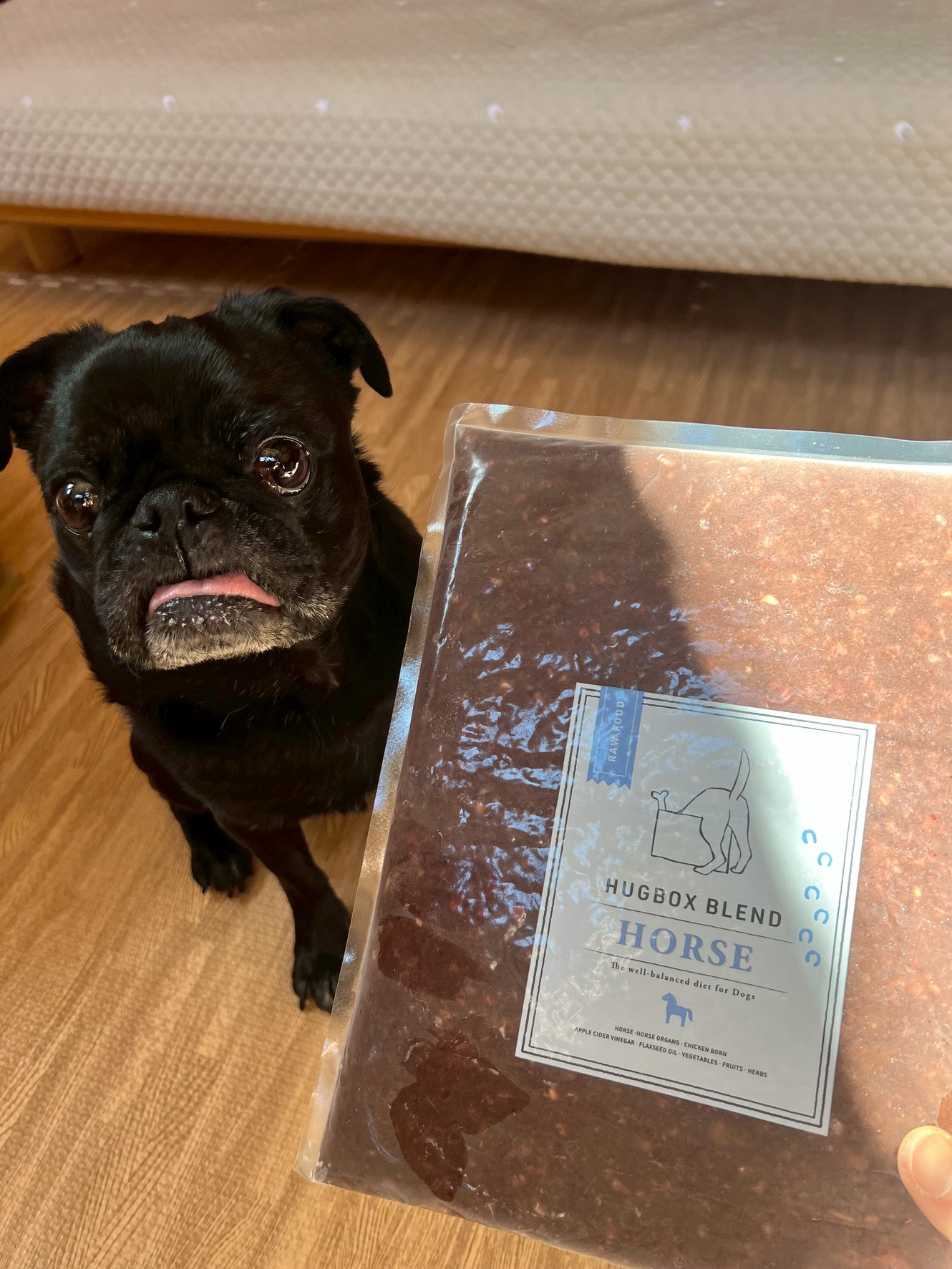 被毛やエネルギーの変化の写真